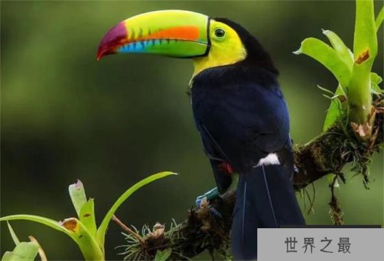 世界上嘴长得最大的鸟 嘴巴长度17~24厘米(巨嘴鸟)