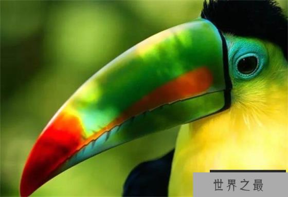 世界上嘴长得最大的鸟 嘴巴长度17~24厘米(巨嘴鸟)