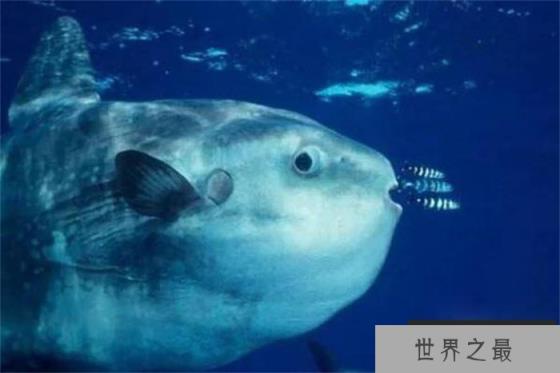 世界上最会生产的鱼 一次可产2500万一3000万枚卵(翻车鱼)