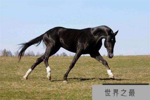 世界上最昂贵的宠物，一匹纯血马6400万美元