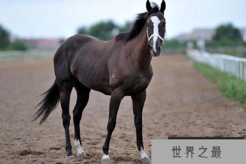 世界上最昂贵的宠物，一匹纯血马6400万美元