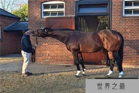 世界上最昂贵的宠物，一匹纯血马6400万美元