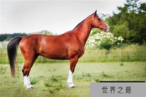 世界上最昂贵的宠物，一匹纯血马6400万美元