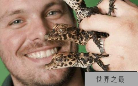 世界上体型最小的鳄鱼 非洲侏儒鳄体长仅1.3米