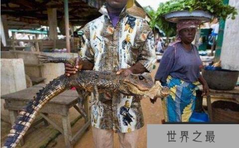 世界上体型最小的鳄鱼 非洲侏儒鳄体长仅1.3米
