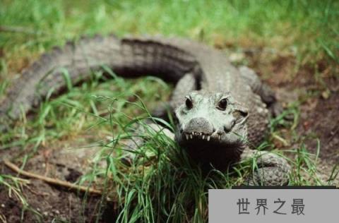 世界上体型最小的鳄鱼 非洲侏儒鳄体长仅1.3米