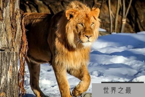 世界上最凶猛的猫科动物