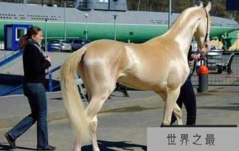 世界上最美的马，被誉为“黄金之马”
