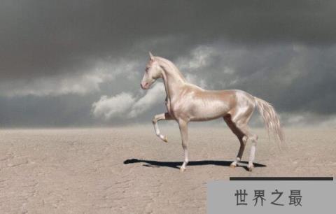 世界上最美的马，被誉为“黄金之马”