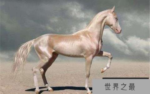 世界上最美的马，被誉为“黄金之马”