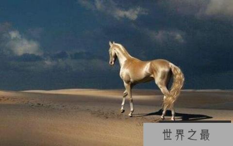 世界上最美的马，被誉为“黄金之马”