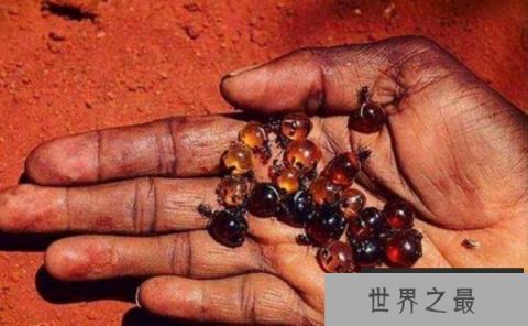 世界上最美味的蚂蚁，沙漠蜜蚁可当零食吃