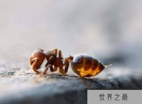 世界上最美味的蚂蚁，沙漠蜜蚁可当零食吃