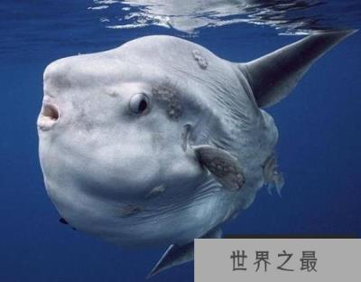 世界上产卵最多的鱼，翻车鱼一次产卵3亿粒