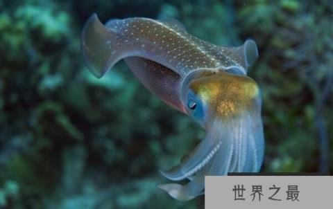 世界上最小的乌贼，细乌贼体长仅为1厘米
