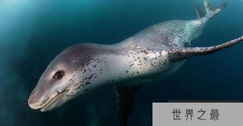 世界上最凶猛的海豹，豹形海豹乃南极霸主