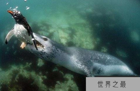 世界上最凶猛的海豹，豹形海豹乃南极霸主