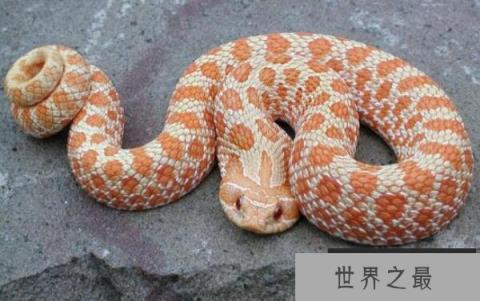 世界上最怂的蛇，猪鼻蛇会装怂装死