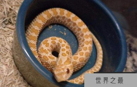 世界上最怂的蛇，猪鼻蛇会装怂装死