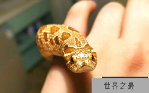世界上最怂的蛇，猪鼻蛇会装怂装死