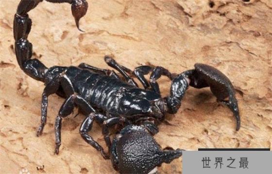 世界上最大的蝎子 最大个头达到40CM(帝王蝎)