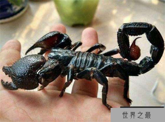世界上最大的蝎子 最大个头达到40CM(帝王蝎)