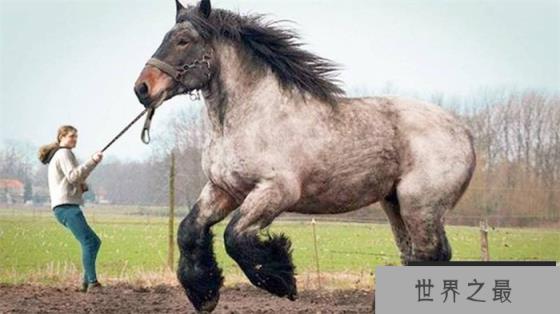 世界上最大的马 高度可以长到2-2.5米以上(夏尔马)