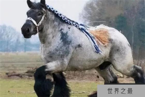 世界上最大的马 高度可以长到2-2.5米以上(夏尔马)