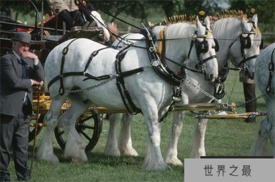 世界上最大的马 高度可以长到2-2.5米以上(夏尔马)