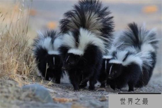 世界上最奇葩的宠物 方圆800米可以闻到屁味(臭鼬)