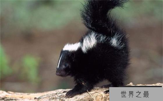 世界上最奇葩的宠物 方圆800米可以闻到屁味(臭鼬)