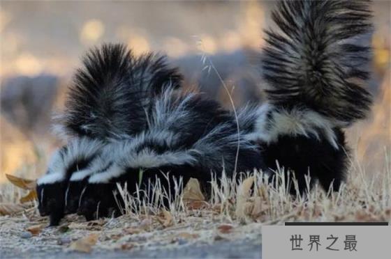 世界上最奇葩的宠物 方圆800米可以闻到屁味(臭鼬)