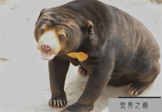世界上最小的熊 体重大概34公斤至36公斤(马来熊)