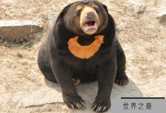 世界上最小的熊 体重大概34公斤至36公斤(马来熊)