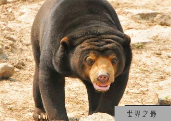 世界上最小的熊 体重大概34公斤至36公斤(马来熊)