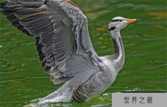 世界上飞得最高的鸟类 平均飞行高度近1万米(斑头雁)