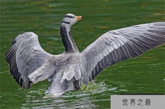 世界上飞得最高的鸟类 平均飞行高度近1万米(斑头雁)