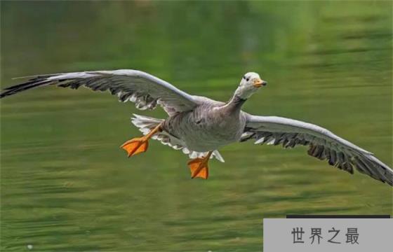 世界上飞得最高的鸟类 平均飞行高度近1万米(斑头雁)