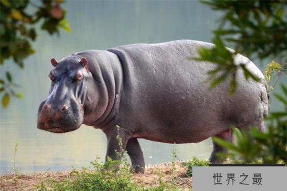 世界上嘴巴最大的陆生动物 下犬齿长度约60厘米(河马)