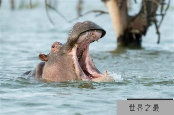 世界上嘴巴最大的陆生动物 下犬齿长度约60厘米(河马)