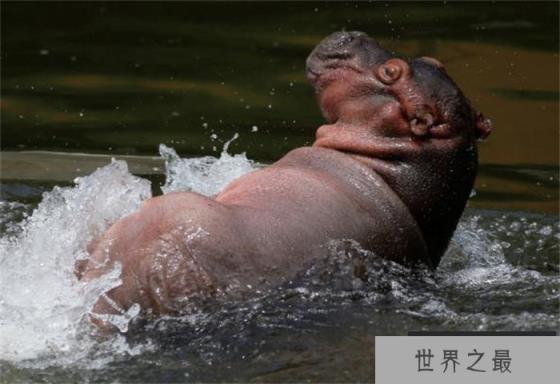 世界上嘴巴最大的陆生动物 下犬齿长度约60厘米(河马)