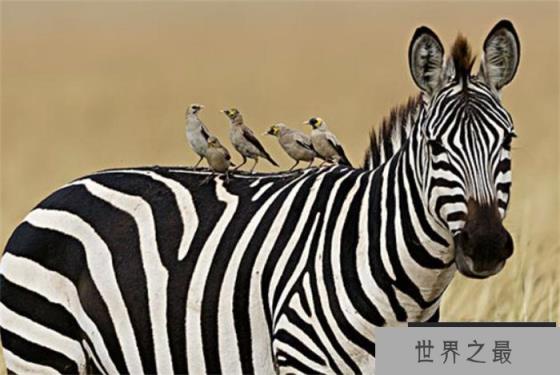 世界上最大的斑马 体长最多可以达到2.75米( 细斑马)