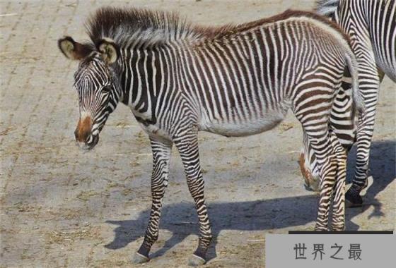 世界上最大的斑马 体长最多可以达到2.75米( 细斑马)