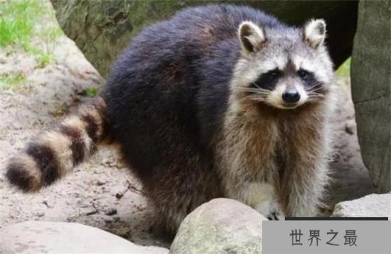 世界上最爱干净的动物 吃食物前要清洗(浣熊)