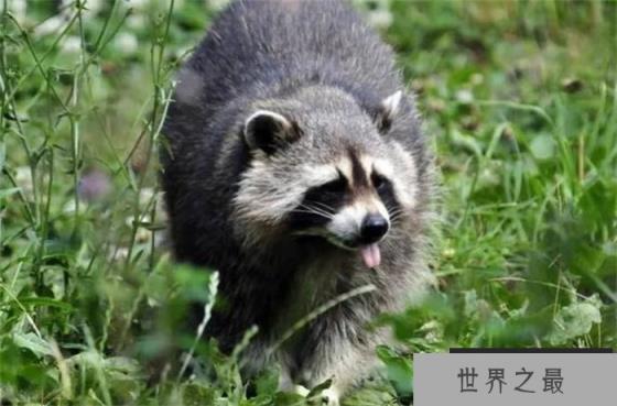世界上最爱干净的动物 吃食物前要清洗(浣熊)