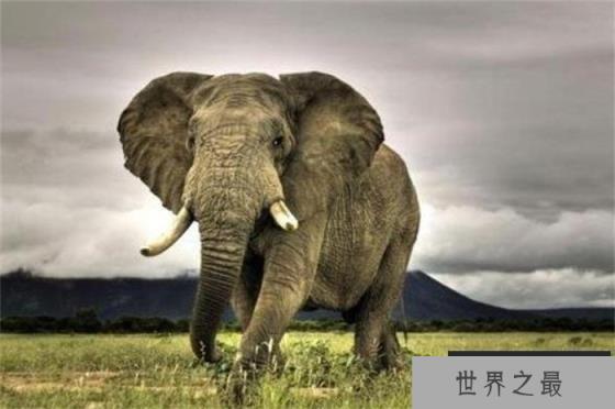 世界上鼻子最长的动物 鼻子可以延伸到地面(亚洲象)