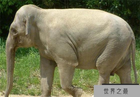 世界上鼻子最长的动物 鼻子可以延伸到地面(亚洲象)