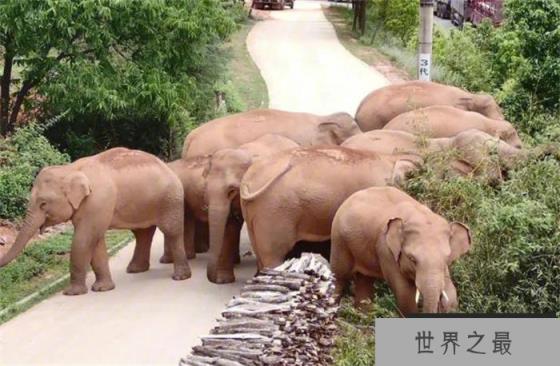 世界上鼻子最长的动物 鼻子可以延伸到地面(亚洲象)