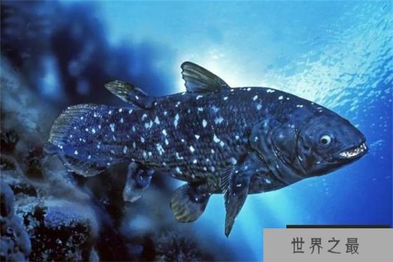 世界最珍稀的鱼 总鳍鱼类当中的品种(腔棘鱼)