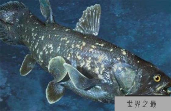 世界最珍稀的鱼 总鳍鱼类当中的品种(腔棘鱼)